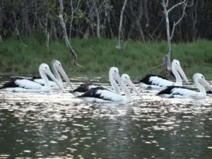 Here's an eco experience you can sell in Byron Bay 4 DSC02838
