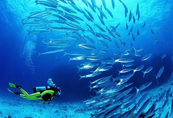 EXPERIENCE YOUR NEXT GRAND ADVENTURE IN OMAN 33 A scuba diver is sorrounded with fish
