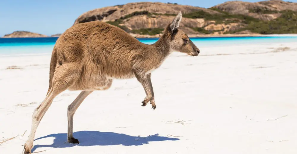 Tourism Australia's Chief Marketing Officer Resigns