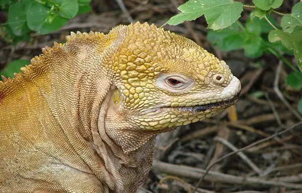 Scenic's 30 wonders of the world & 30th birthday sale 101 g1