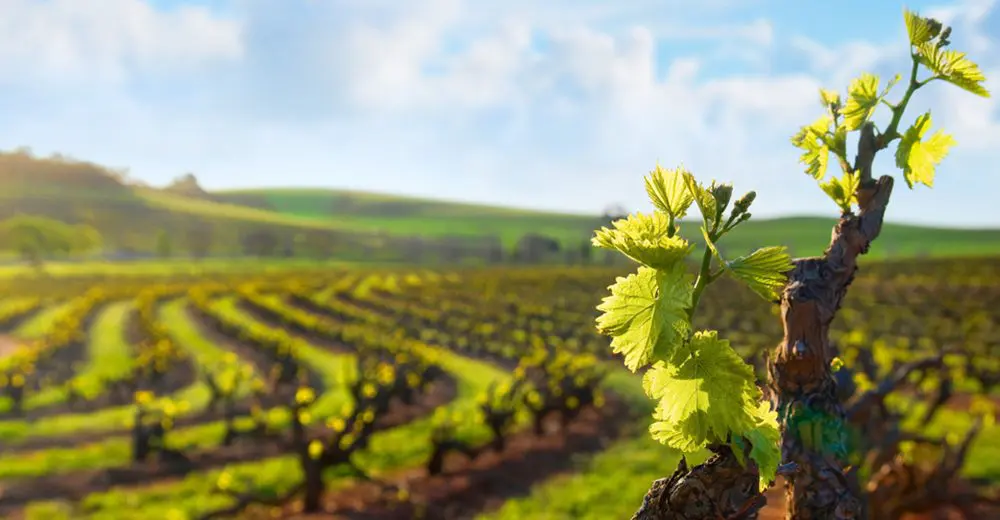 New campaign to promote SA to India