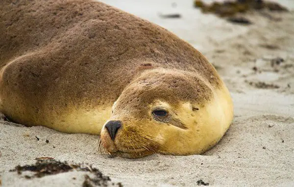 5 holiday experiences in Australia calling your name 26 seals
