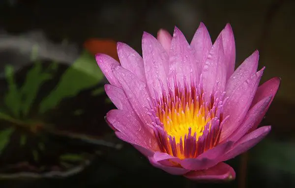 Top 10 events and festivals in Macao in 2017 35 6