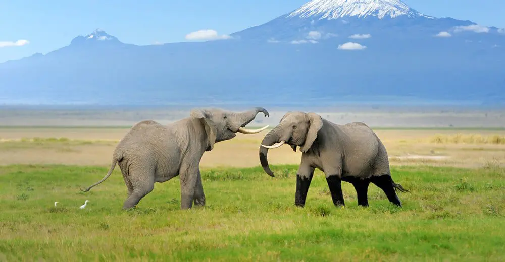 Kenya visa applications go online 8 Image: Volodymyr Burdiak/Shutterstock