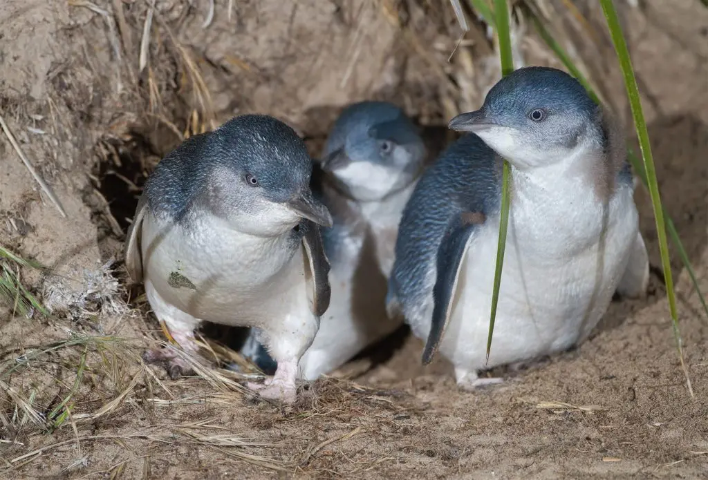 Top 6 Australian wildlife experiences 22 Eudyptula_minor_family_exiting_burrow