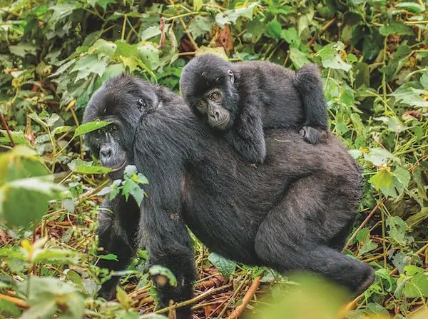 Hang out with the gorilla doctors: Adventure World is helping save Rwanda’s primates 11 Page 80 - Image 2