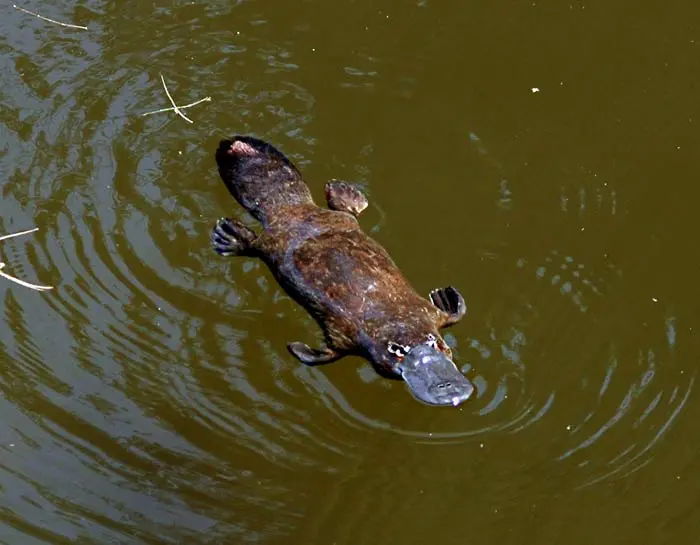 Top 6 Australian wildlife experiences 21 Platypus