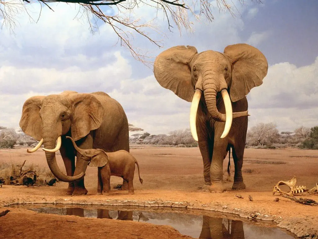 10 destinations to watch 2015 32 botswana 1_0