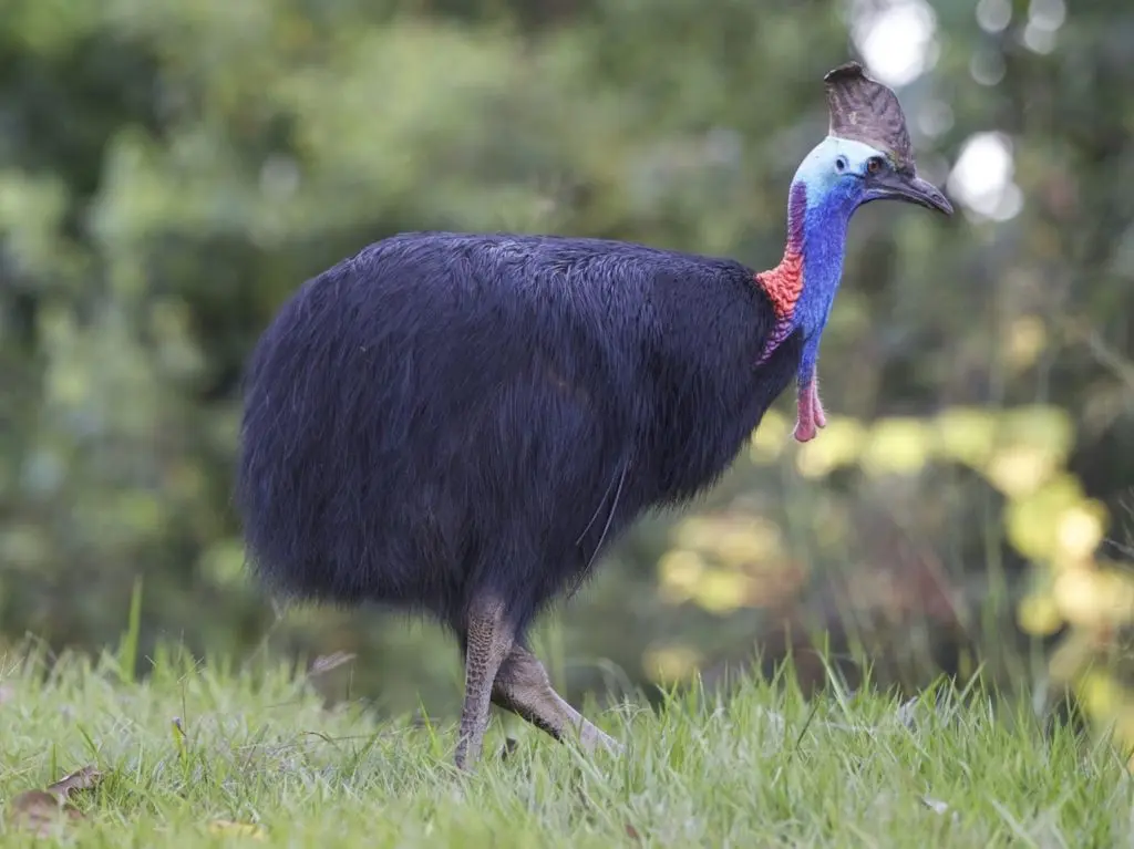 Top 6 Australian wildlife experiences 23 cassowary