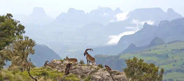 Hang out with the gorilla doctors: Adventure World is helping save Rwanda’s primates 13 iStock_Ibex