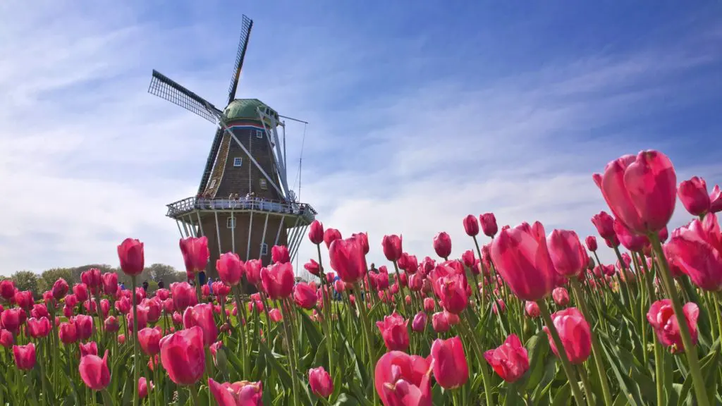 10 destinations to watch 2015 40 netherlands-the-netherlands-the-field-tulip-windmill