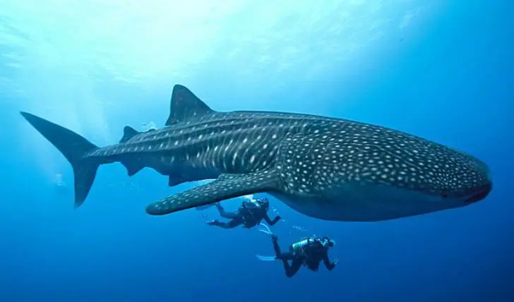 Top 6 Australian wildlife experiences 20 ningaloo-reef-whale-shark