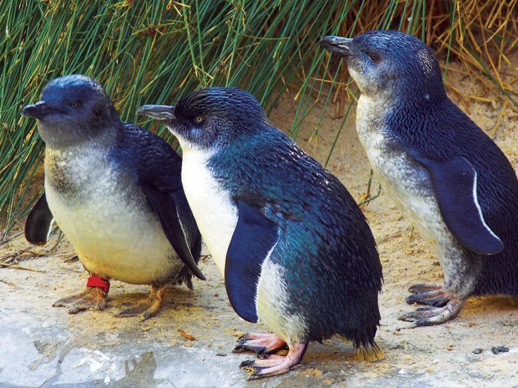Top 6 Australian wildlife experiences