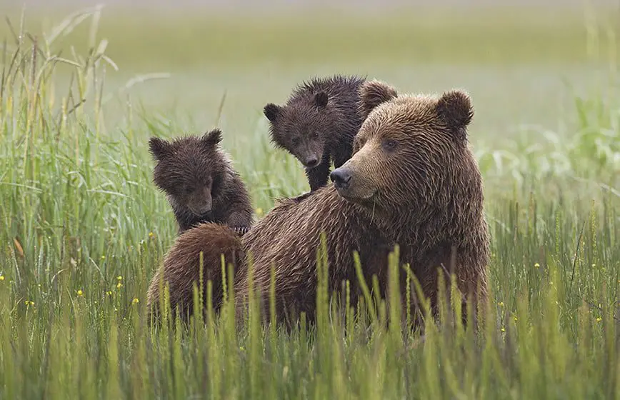 These five untamed experiences will make you go wild over Canada