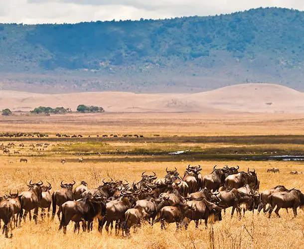 Intrepid Travel celebrates best ever sales month 8 Interprid Travel middle 1