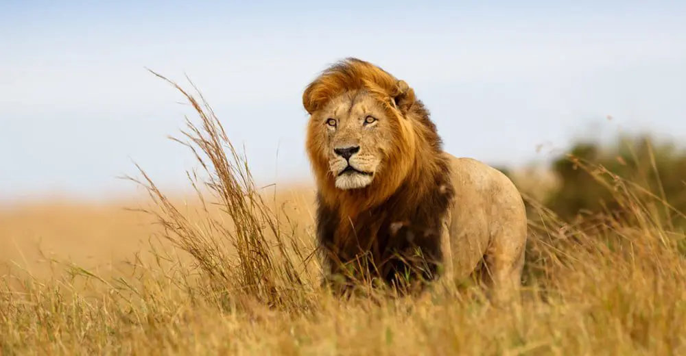 4 brilliant ideas for a Kenyan Easter