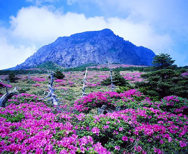 5 quirky ways to experience Korea 20 Korea middle 5