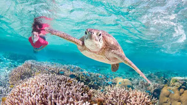 Turtle campaign