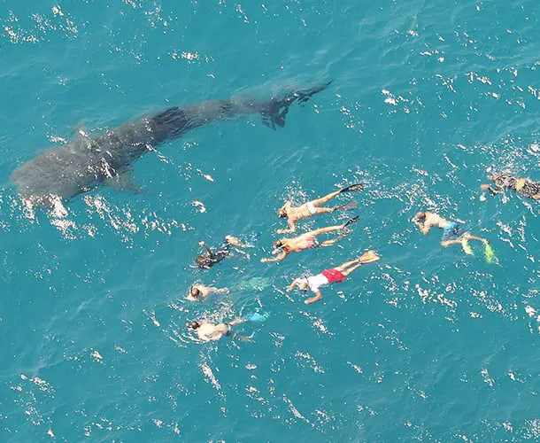 whale sharks middle 1