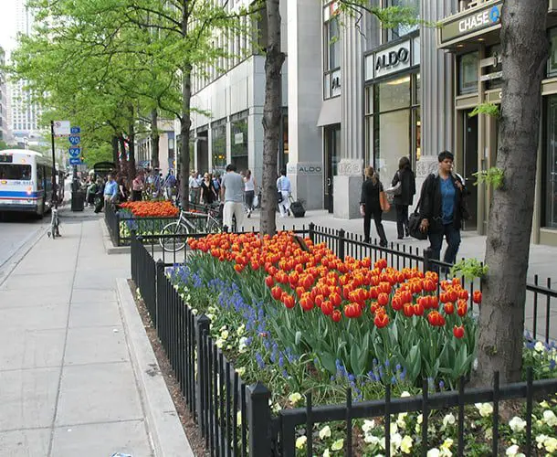 Chicago City Guide 19 Chicago flowers