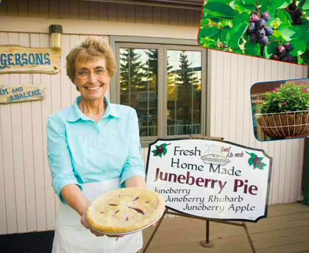Top 5 hidden gems in North Dakota 20 Juneberry Pie