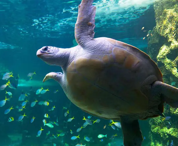 Manly SEA LIFE Sanctuary