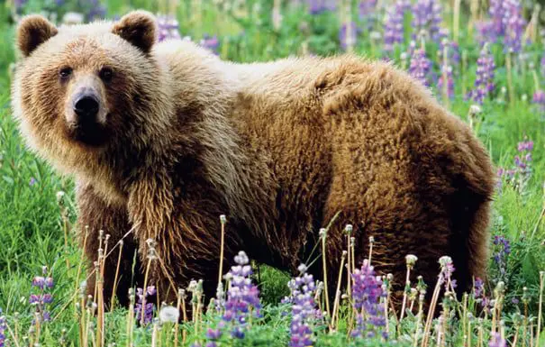 travel news Scenic Tours