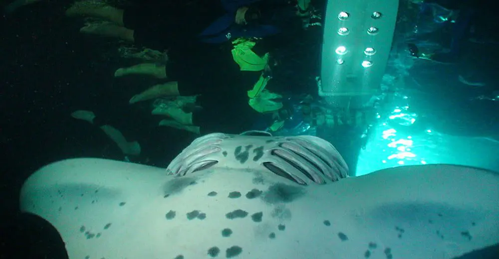 Night snorkelling with the mantas off the Kona coast
