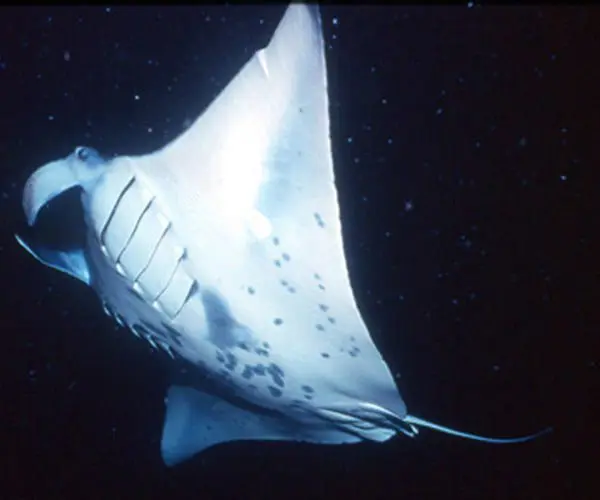Night snorkelling with the mantas off the Kona coast 12 hawaii4