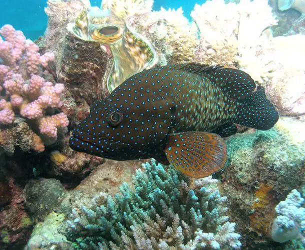 passions for paradise 3