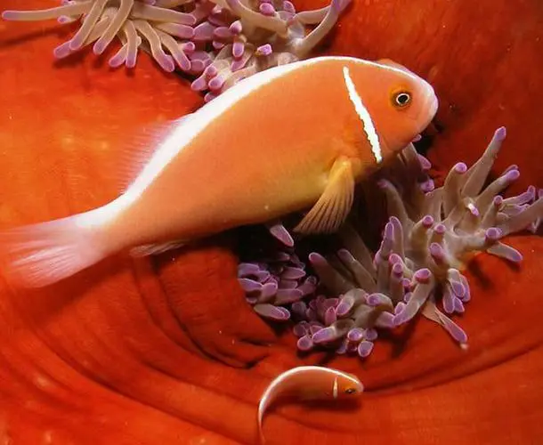 passions for paradise