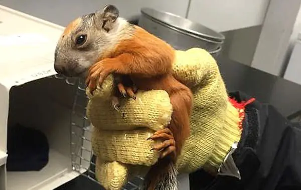 Tues 3 Mar: 10 travel stores you need to know today 33 squirrel