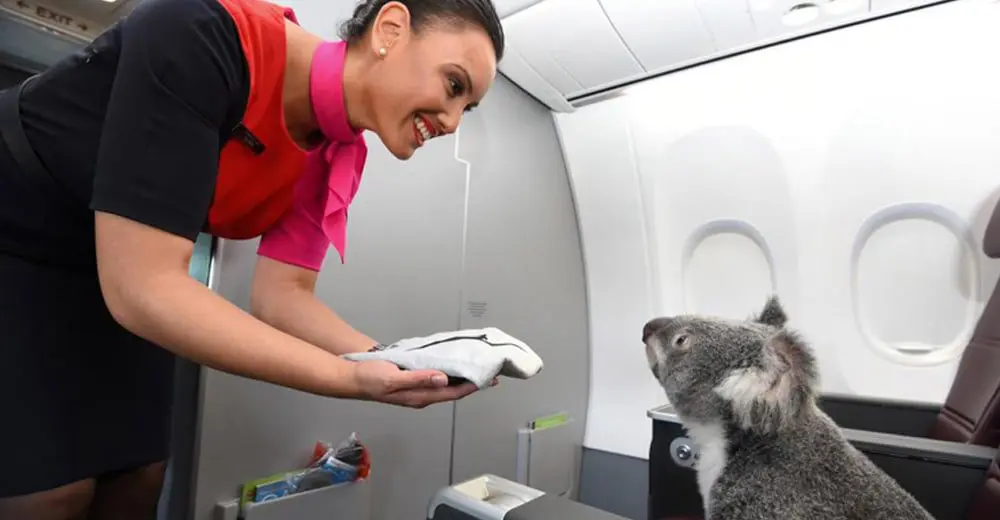 Travel Agent Qantas koala feature