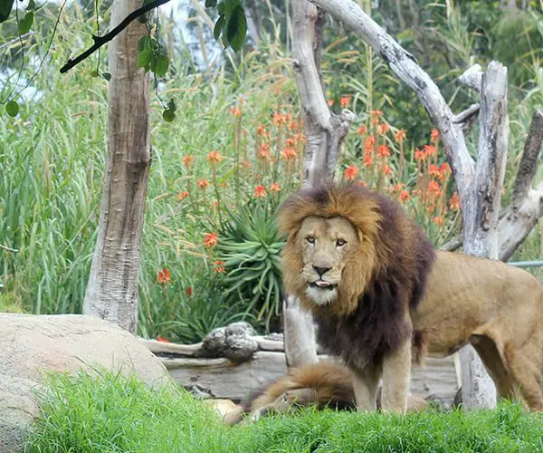 Top 5 places in Aus to see African animals 4 Photo: leileiclavey.com