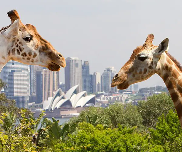 Top 5 places in Aus to see African animals 2 Photo: seesydneypass.iventurecard.com