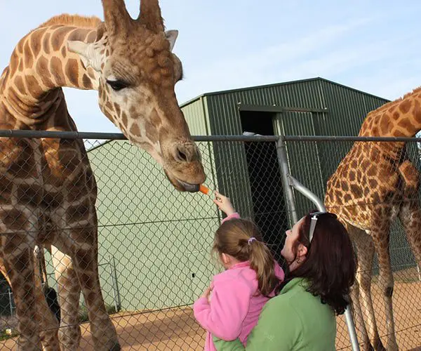 Top 5 places in Aus to see African animals 3 Photo: commons.wikimedia.org