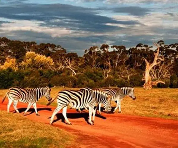 Top 5 places in Aus to see African animals 1 Photo: visitvictoria.com