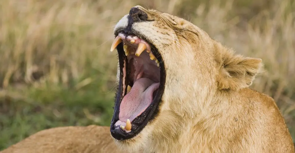 Adventure World gives agents the 'tools' to sell Africa