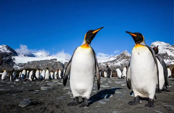 travel news Aurora Expeditions