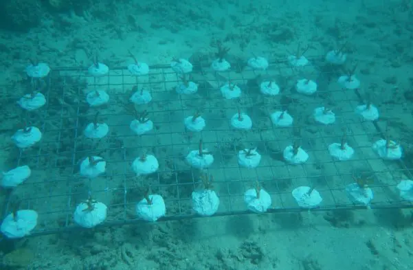 Outrigger's OZONE reef assistance 8 Outrigger 3