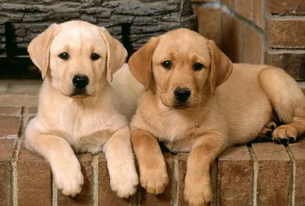 20 strange questions travel agents get 2  “Will you watch my pet while I’m away?”