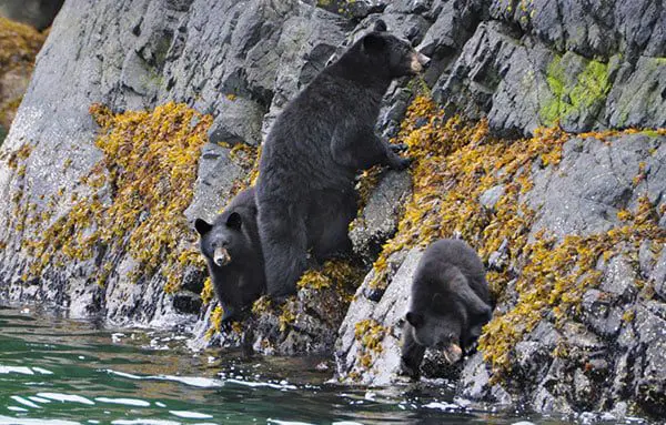 What's new for Rocky Mountaineer in 2018? Lots & it's very exciting! 43 son3