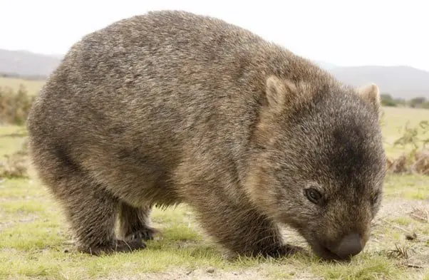 wombat