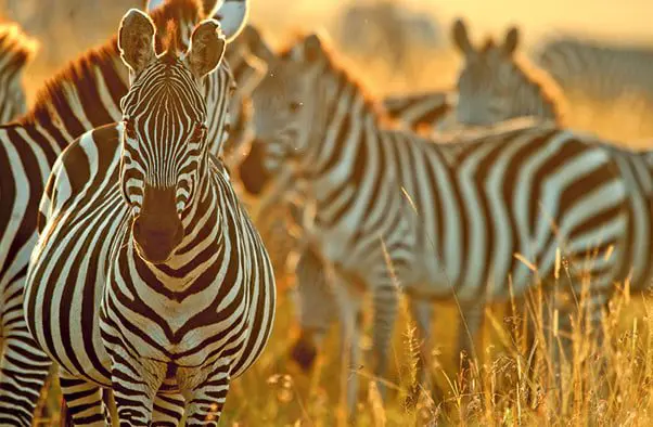 Wed 29 July: 10 travel news stories you need to know 44 Scenic Zebra