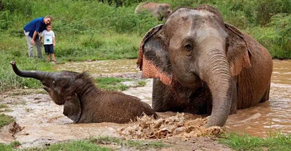 Anantara Golden Triangle launches Walking with Giants