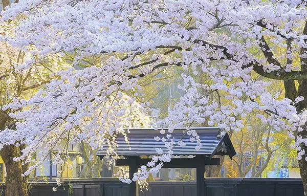 GOING NORTH! HERE'S WHAT AWAITS YOU IN JAPAN'S NORTHERN REGIONS 26 japan3