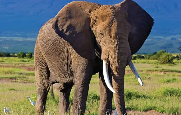 travel news Travelmarvel Africa