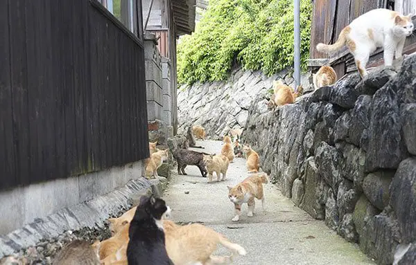 GOING BEYOND THE SURFACE OF JAPAN WILL DEFINITELY SURPRISE YOU 27 jnto53