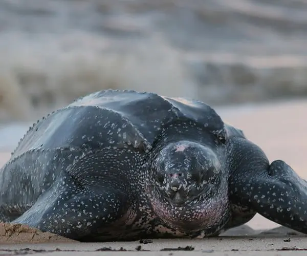 SAY CHEESE: Five fun snaps to take in South Africa 29 turtle