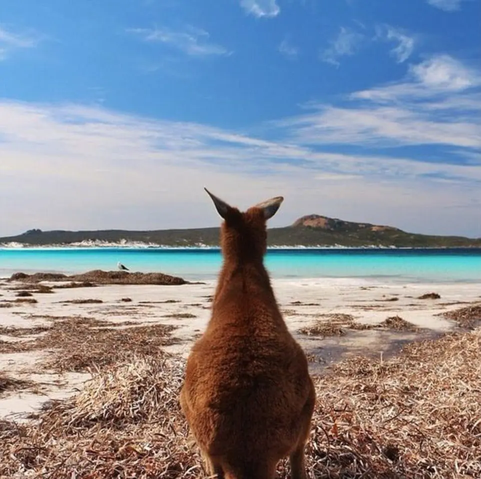 2409C27D00000578-2873135-A_kangaroo_gazes_over_Lucky_Bay_in_Western_Australia_an_area_kno-a-22_1418536428538